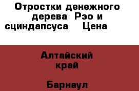 Отростки денежного дерева, Рэо и сциндапсуса! › Цена ­ 100 - Алтайский край, Барнаул г.  »    . Алтайский край